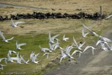 Seeschwalbe (7 von 7).jpg